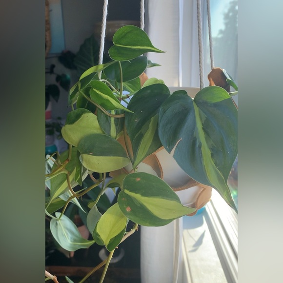 leather plant hangers Custom-made on Vancouver island. Holds 6 to 8 inch pot. - Picture 10 of 12